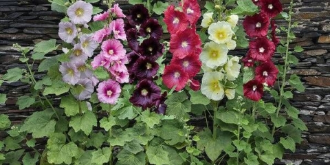 Kako uzgajati sljez iz sjemena + fotografija cvijeća